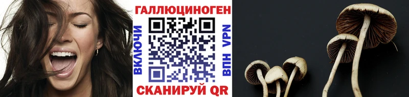 Псилоцибиновые грибы Psilocybine cubensis  Гатчина 
